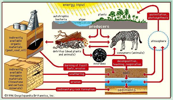 flow of energy nutrients in food chain