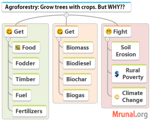 Agroforestry benefits