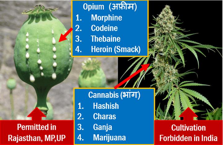 Opium Cultivation in India