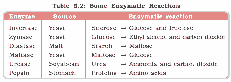 NCERT-enzyme